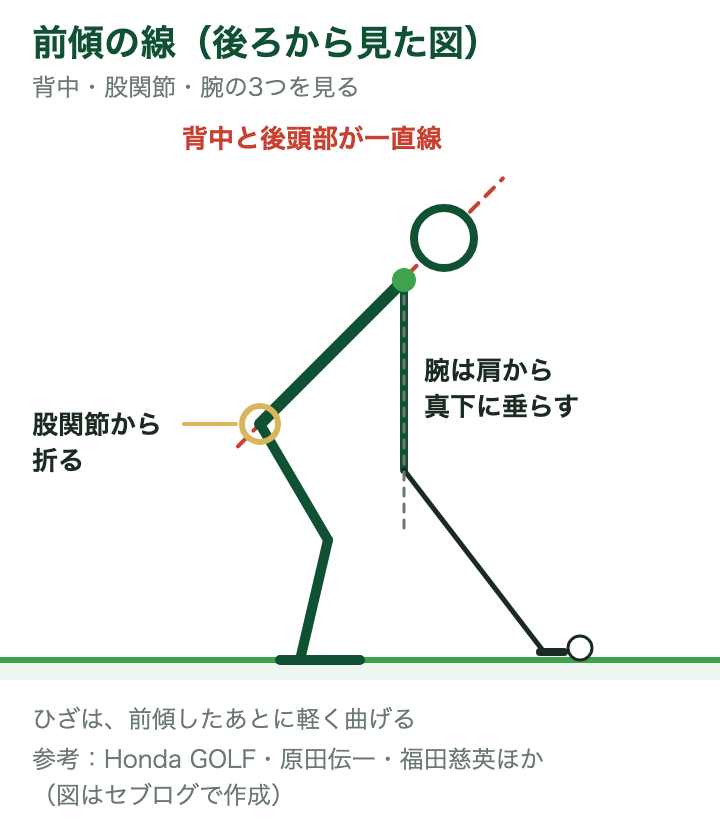 後ろから見た前傾の線:背中と後頭部が一直線、股関節から折る、腕は肩から真下に垂らす